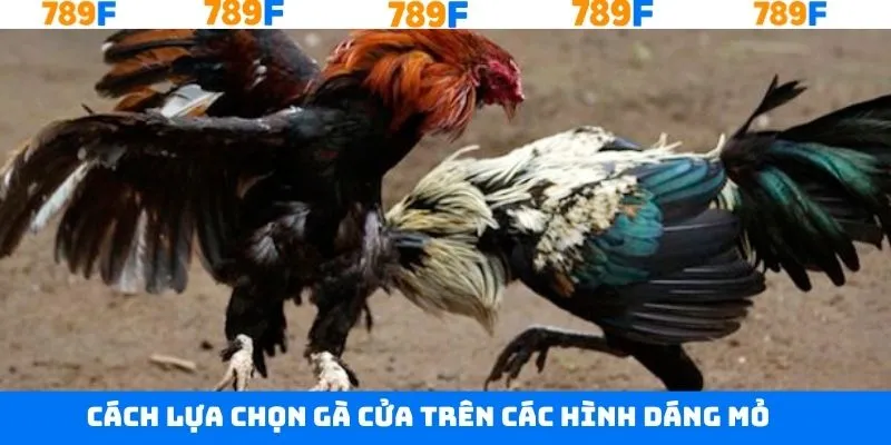Mẹo chọn gà cửa trên dựa vào hình dáng mỏ Mẹo chọn gà cửa trên dựa vào hình dáng mỏ