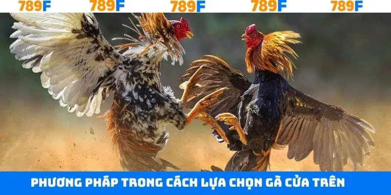 Bí kíp chọn gà cửa trên theo lối đá Bí kíp chọn gà cửa trên theo lối đá