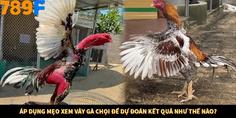 Bí Quyết Xếp Bài Phỏm Thành Dây Dài Tăng Tỷ Lệ Thắng Ở 789F 9 Áp dụng mẹo xem tiền để mong đợi kết quả như thế nào?