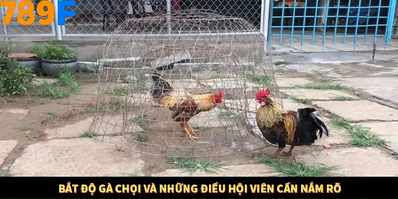 Bắt độ gà chọi và những điều hội viên cần nắm rõ