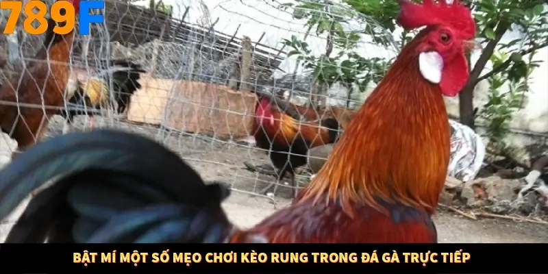 Bí Quyết Xếp Bài Phỏm Thành Dây Dài Tăng Tỷ Lệ Thắng Ở 789F 8 Bật mí một số mẹo chơi kèo rung trong đá gà trực tiếp