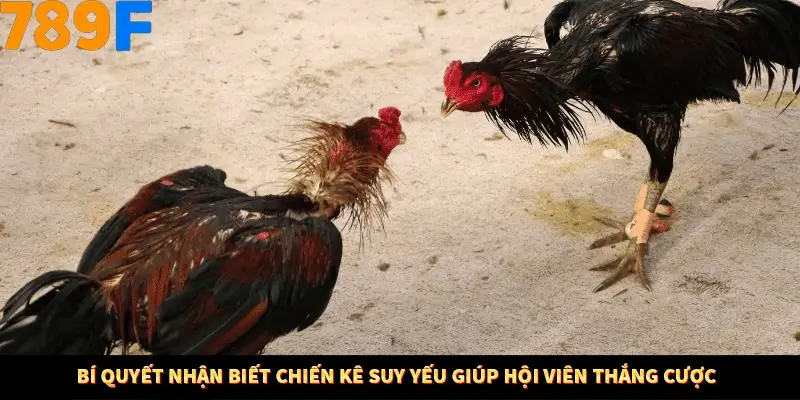 Bí Quyết Xếp Bài Phỏm Thành Dây Dài Tăng Tỷ Lệ Thắng Ở 789F 8 Bí quyết nhận biết chiến kê suy yếu giúp hội viên thắng cược