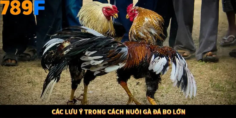 Các lưu ý trong cách nuôi gà đá bo lớn