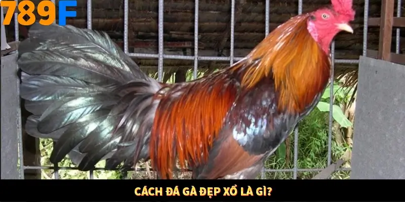 Bí Quyết Xếp Bài Phỏm Thành Dây Dài Tăng Tỷ Lệ Thắng Ở 789F 7 Cách đá gà đẹp xổ là gì?