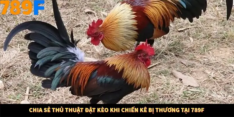 Bí Quyết Xếp Bài Phỏm Thành Dây Dài Tăng Tỷ Lệ Thắng Ở 789F 8 Chia sẻ thủ thuật đặt kèo khi chiến kê bị thương tại 789F