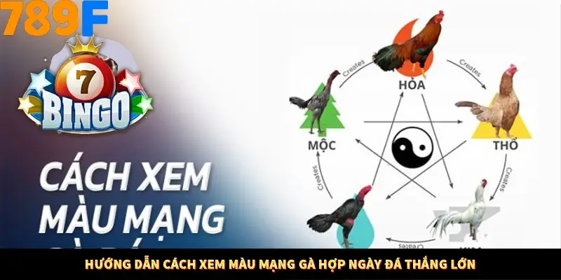 Hướng dẫn cách xem màu mạng gà hợp ngày đá thắng lớn
