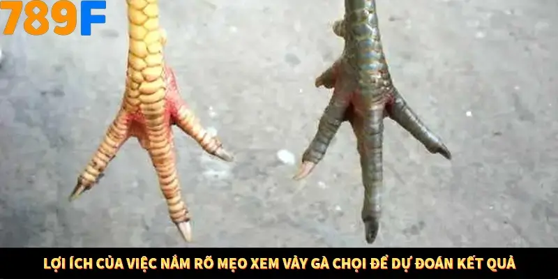 Bí Quyết Xếp Bài Phỏm Thành Dây Dài Tăng Tỷ Lệ Thắng Ở 789F 7 Lợi ích của việc nắm bắt được Mẹo xem gà đáp để dự đoán kết quả