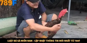 Luật Đá Gà Miền Nam - Cập Nhật Thông Tin Mới Nhất Từ 789F