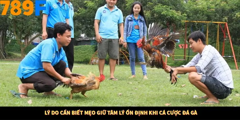 Lý do cần biết mẹo giữ tâm lý ổn định khi cá cược đá gà