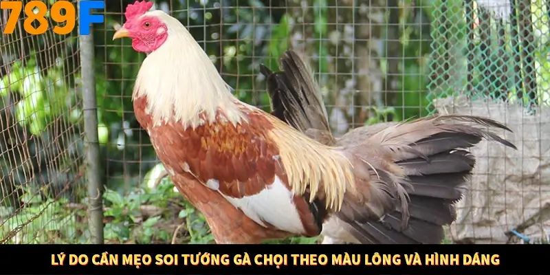 Lý do cần mẹo soi tướng gà chọi theo màu lông và hình dáng
