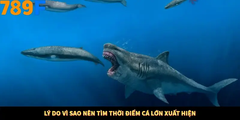 Lý do vì sao nên tìm thời điểm cá lớn xuất hiện