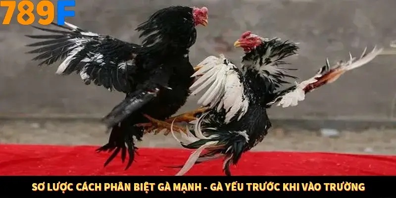 Bí Quyết Xếp Bài Phỏm Thành Dây Dài Tăng Tỷ Lệ Thắng Ở 789F 7 Sơ lược cách phân biệt gà mạnh - gà yếu trước khi vào trường