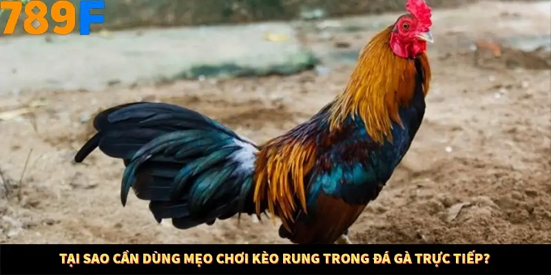 Bí Quyết Xếp Bài Phỏm Thành Dây Dài Tăng Tỷ Lệ Thắng Ở 789F 7 Tại sao cần dùng mẹo chơi kèo rung trong đá gà trực tiếp?