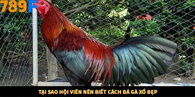 Bí Quyết Xếp Bài Phỏm Thành Dây Dài Tăng Tỷ Lệ Thắng Ở 789F 8 Tại sao hội viên nên biết cách đá gà xổ đẹp