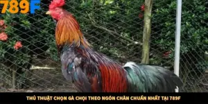 Thủ Thuật Chọn Gà Chọi Theo Ngón Chân Chuẩn Nhất Tại 789F