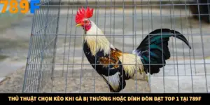 Thủ Thuật Chọn Kèo Khi Gà Bị Thương Hoặc Dính Đòn Đạt Top 1 Tại 789F