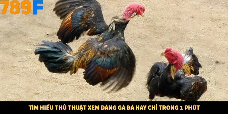 Tìm hiểu thủ thuật xem dáng gà đá hay chỉ trong 1 phút