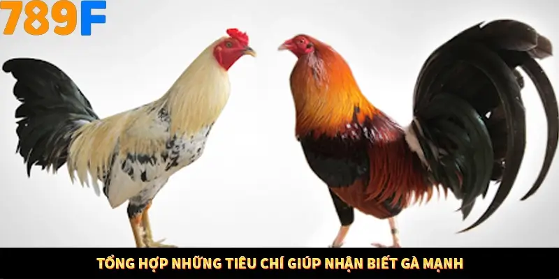 Bí Quyết Xếp Bài Phỏm Thành Dây Dài Tăng Tỷ Lệ Thắng Ở 789F 8 Tổng hợp những tiêu chí giúp nhận biết gà mạnh