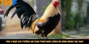 Top 3 Mẹo Soi Tướng Gà Chọi Theo Màu Lông Và Hình Dáng Tại 789F