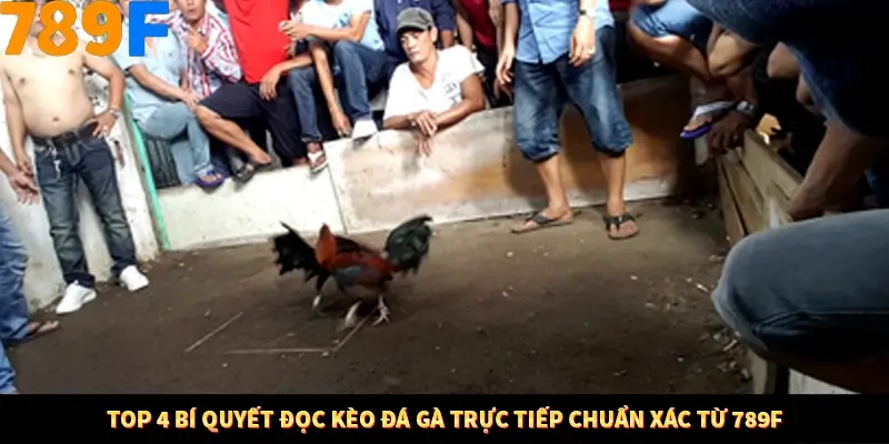 Top 4 bí quyết đọc kèo đá gà trực tiếp chuẩn xác từ 789F