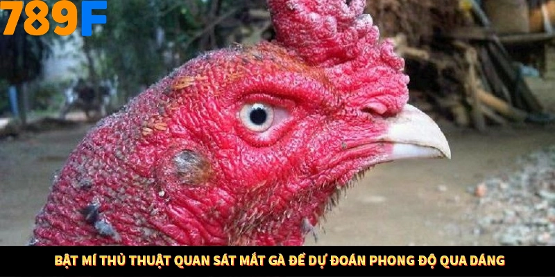 Bí Quyết Xếp Bài Phỏm Thành Dây Dài Tăng Tỷ Lệ Thắng Ở 789F 9 Bật mí thủ thuật quan sát mắt gà để dự đoán phong độ qua dáng