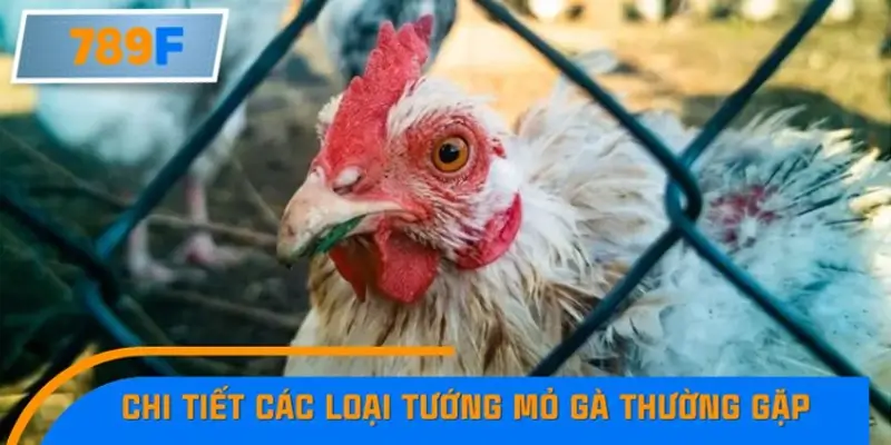 Chi tiết các loại tướng mỏ gà thường gặp Chi tiết các loại tướng mỏ gà thường gặp