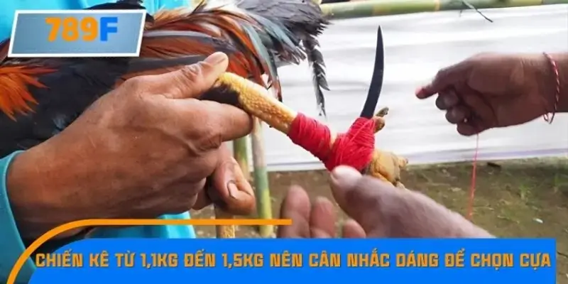 Chiến kê từ 1,1kg đến 1,5kg nên cân nhắc dáng gà để chọn cựa Chiến kê từ 1,1kg đến 1,5kg nên cân nhắc dáng gà để chọn cựa