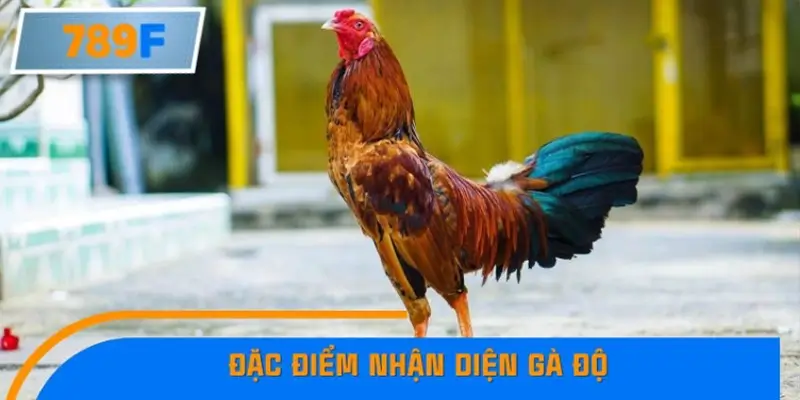 Bí Quyết Xếp Bài Phỏm Thành Dây Dài Tăng Tỷ Lệ Thắng Ở 789F 9 Đặc điểm nhận diện gà độ: Bản lĩnh, lối đá và sự lì lợm