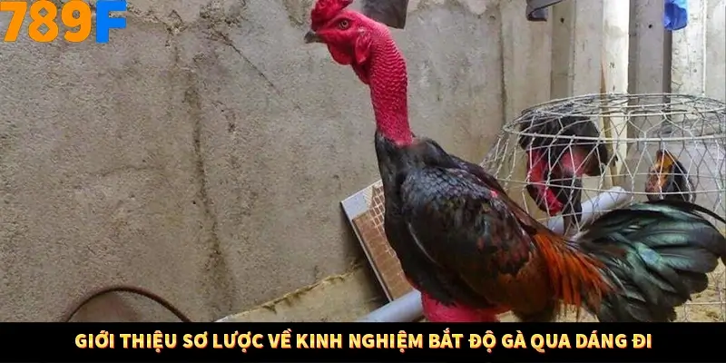 Giới thiệu sơ lược về kinh nghiệm bắt độ gà qua dáng đi Giới thiệu sơ lược về kinh nghiệm bắt độ gà qua dáng đi