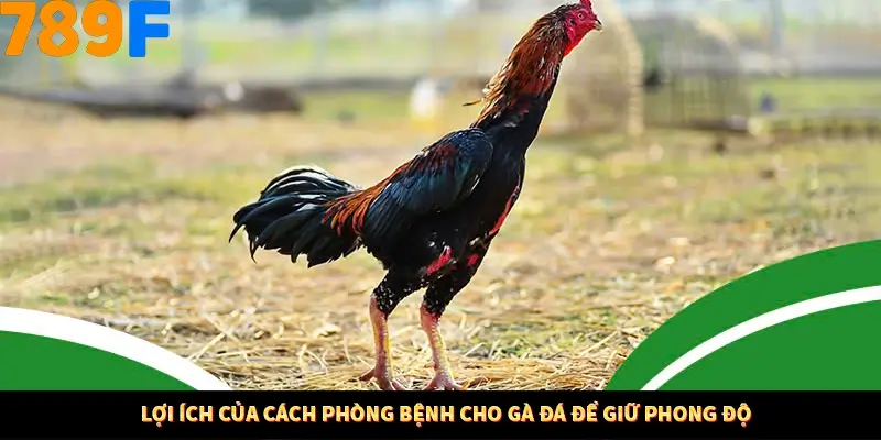 Lợi ích của cách phòng bệnh cho gà đá để giữ phong độ