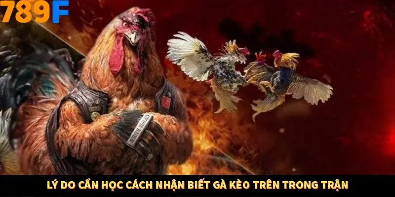 Bí Quyết Xếp Bài Phỏm Thành Dây Dài Tăng Tỷ Lệ Thắng Ở 789F 7 Lý do cần học cách nhận biết gà kèo trên trong trận