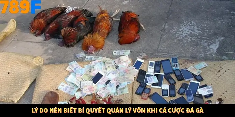 Bí Quyết Xếp Bài Phỏm Thành Dây Dài Tăng Tỷ Lệ Thắng Ở 789F 7 Lý do nên biết bí quyết quản lý vốn khi cá cược đá gà