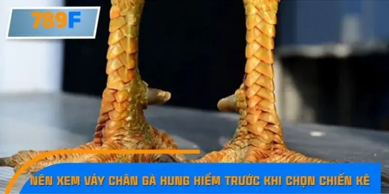 Lý do nên xem vảy chân gà hung hiểm trước khi chọn chiến kê Lý do nên xem vảy chân gà hung hiểm trước khi chọn chiến kê