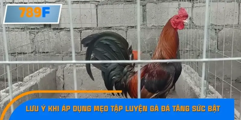 Một số lưu ý khi áp dụng mẹo tập luyện gà đá tăng sức bật Một số lưu ý khi áp dụng mẹo tập luyện gà đá tăng sức bật