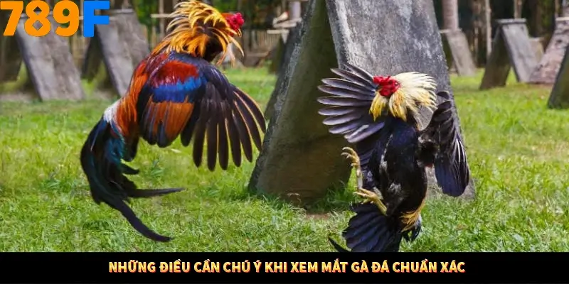 Bí Quyết Xếp Bài Phỏm Thành Dây Dài Tăng Tỷ Lệ Thắng Ở 789F 11 Những điều cần chú ý khi xem mắt gà đá chuẩn xác