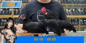 Thủ Thuật Phân Biệt Gà Tài – Gà Độ