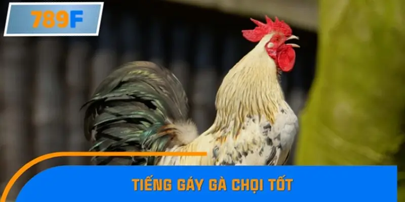 Tiếng gáy gà chọi tốt