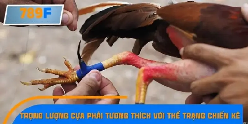 Trọng lượng cựa phải tương thích với thể trạng chiến kê Trọng lượng cựa phải tương thích với thể trạng chiến kê