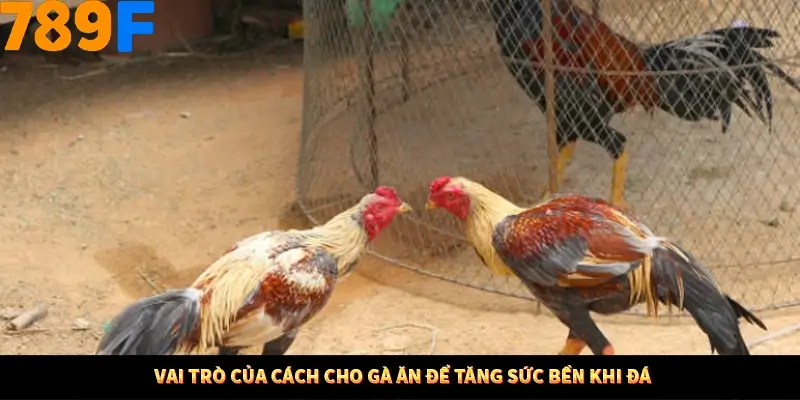 Vai trò của cách cho gà ăn để tăng sức bền khi đá
